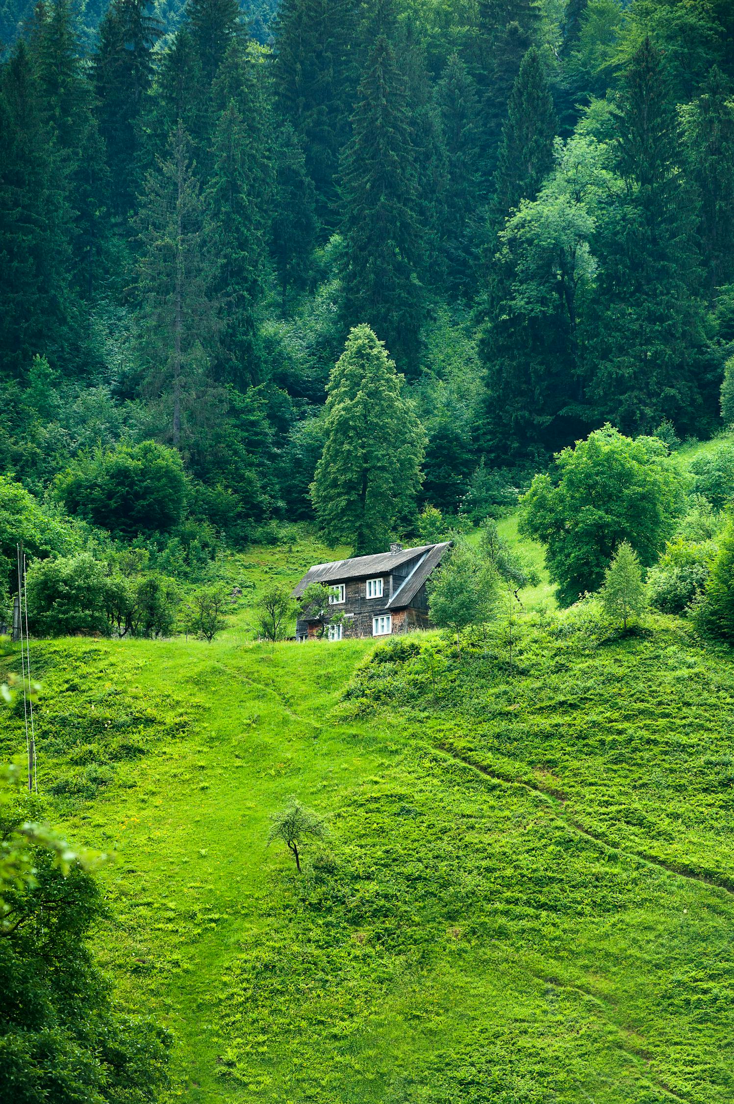 水果的奇妙之旅，从农田到你的舌尖